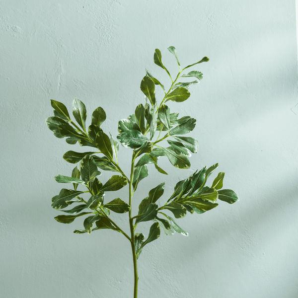 Neptune Flowers & Plants Pittosporum Spray