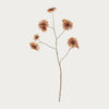 Neptune Flowers & Plants Daisy Spray