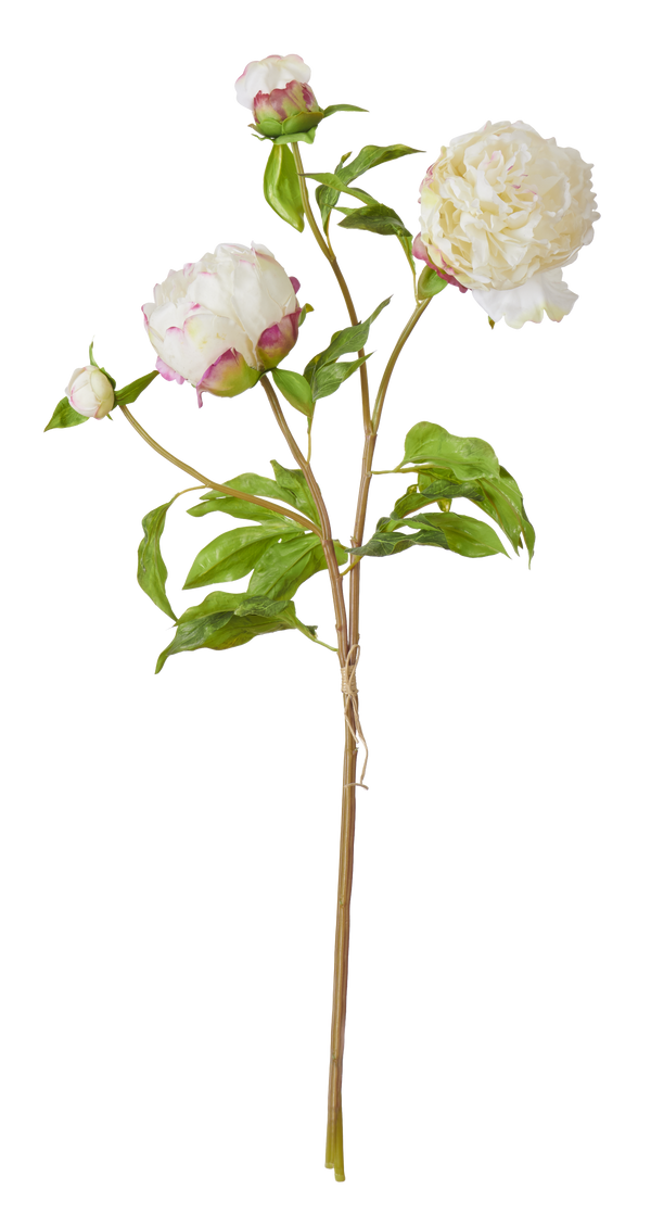 Neptune Flowers & Plants Peony Bundle