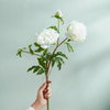 Neptune Flowers & Plants Peony Bundle