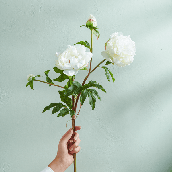 Neptune Flowers & Plants Peony Bundle