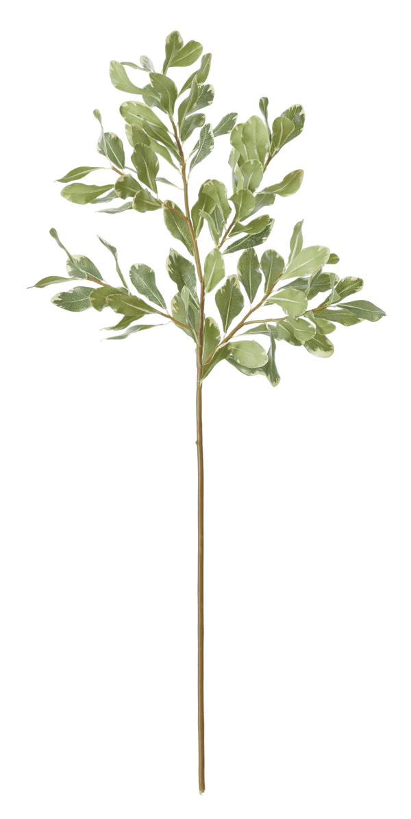 Neptune Flowers & Plants Pittosporum Spray