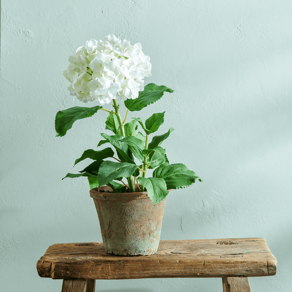 Neptune Flowers & Plants Potted Hydrangea