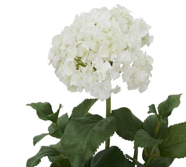 Neptune Flowers & Plants Potted Hydrangea