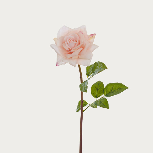 Neptune Flowers & Plants Rose Stem, Pink