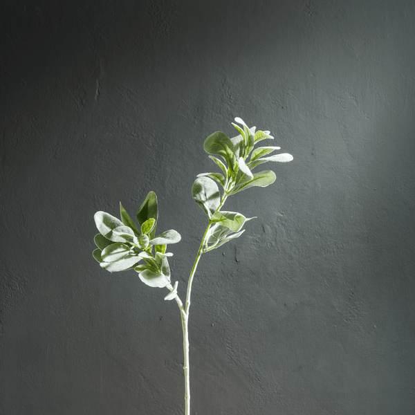 Neptune Flowers & Plants Sage Leaf Spray