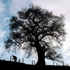 Stump up For Trees Stump up For Trees Donation