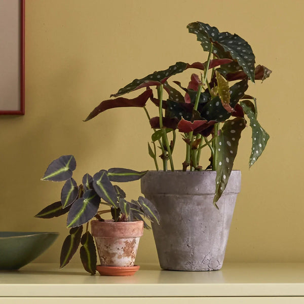 Neptune Accessories_Living accessories_Decorative accessories default Tarragon Terracotta Pot, Large